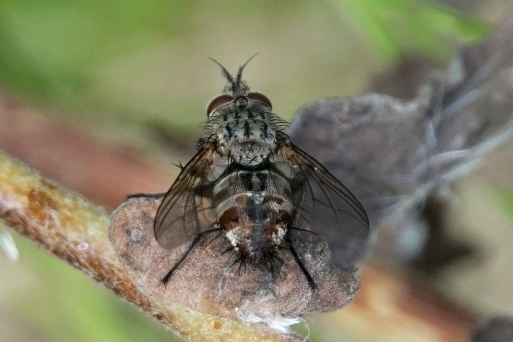 Tachinidae ID?