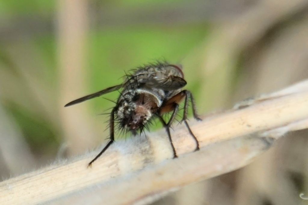 Tachinidae ID?