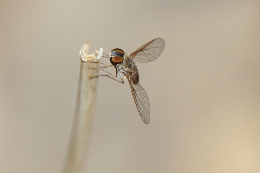 Bombyliidae? S, Bombyliidae sp.