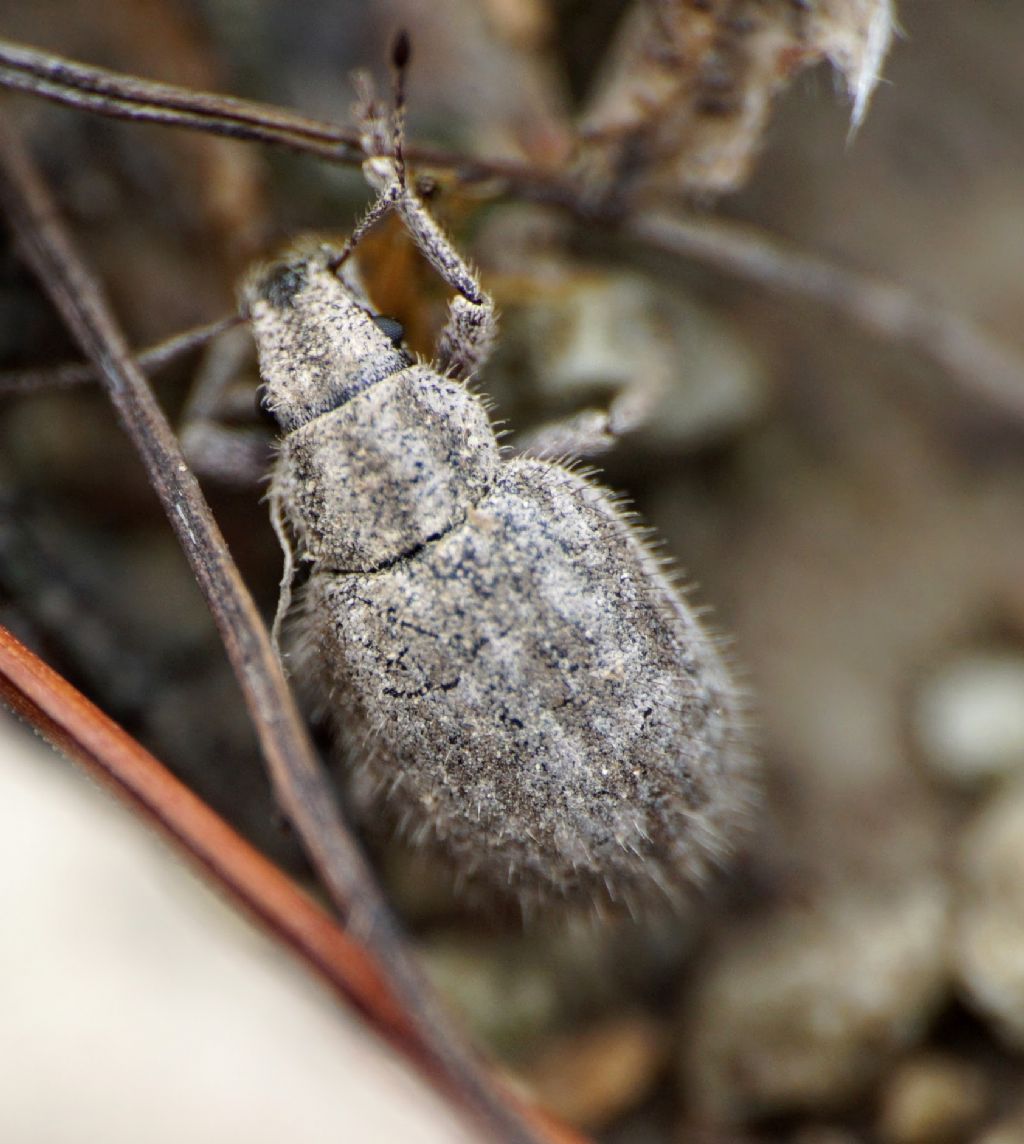 Curculionidae: Strophomorphus porcellus