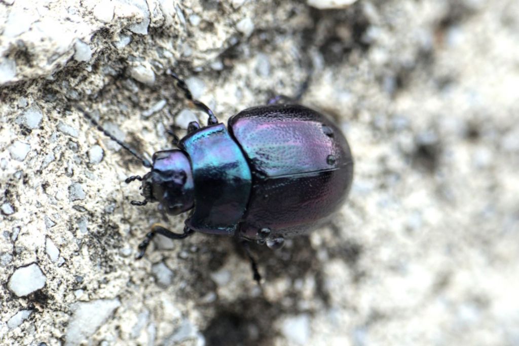 Chrysomelidae: Chrysolina cfr. cerealis megerlei