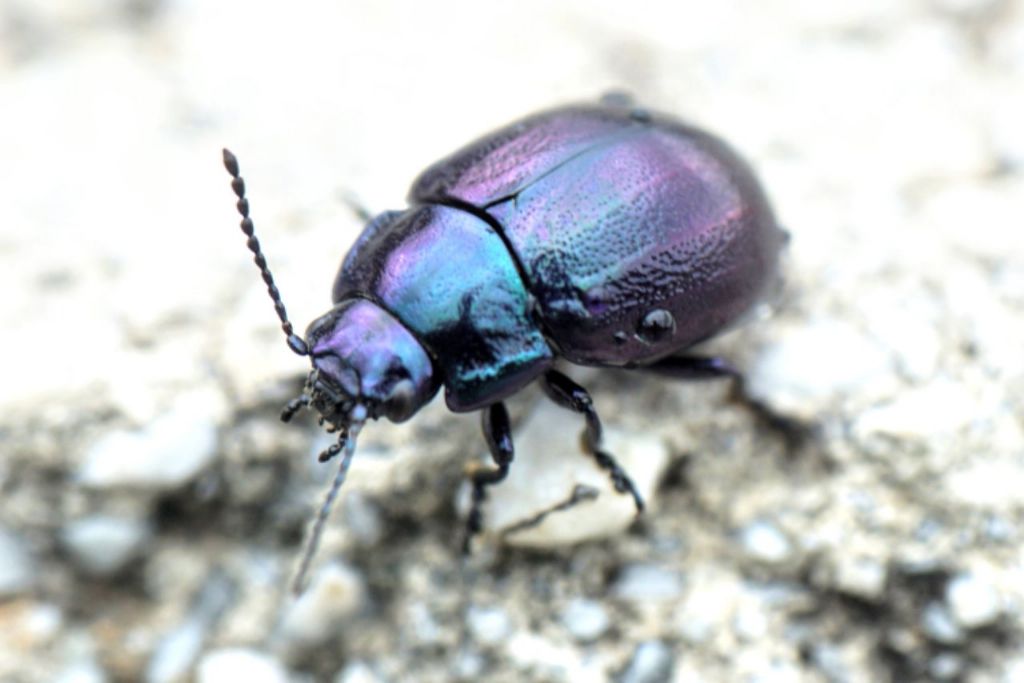 Chrysomelidae: Chrysolina cfr. cerealis megerlei