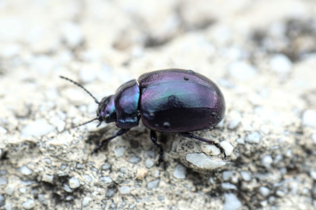 Chrysomelidae: Chrysolina cfr. cerealis megerlei