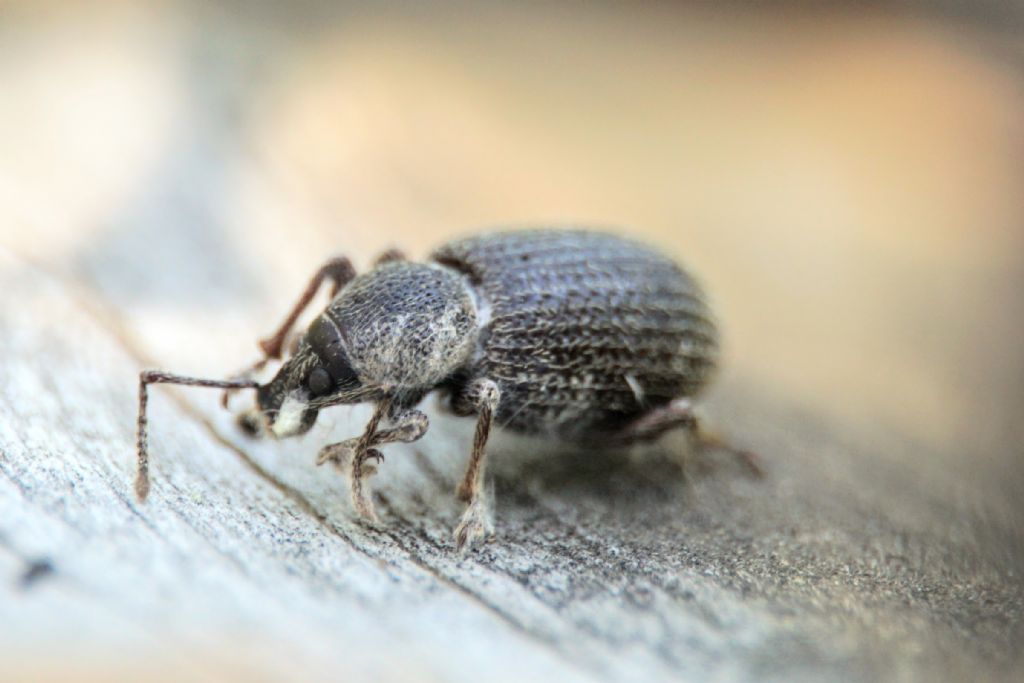 Curculionidae of Croatia: Otiorhynchus juvencus e O. cribricollis