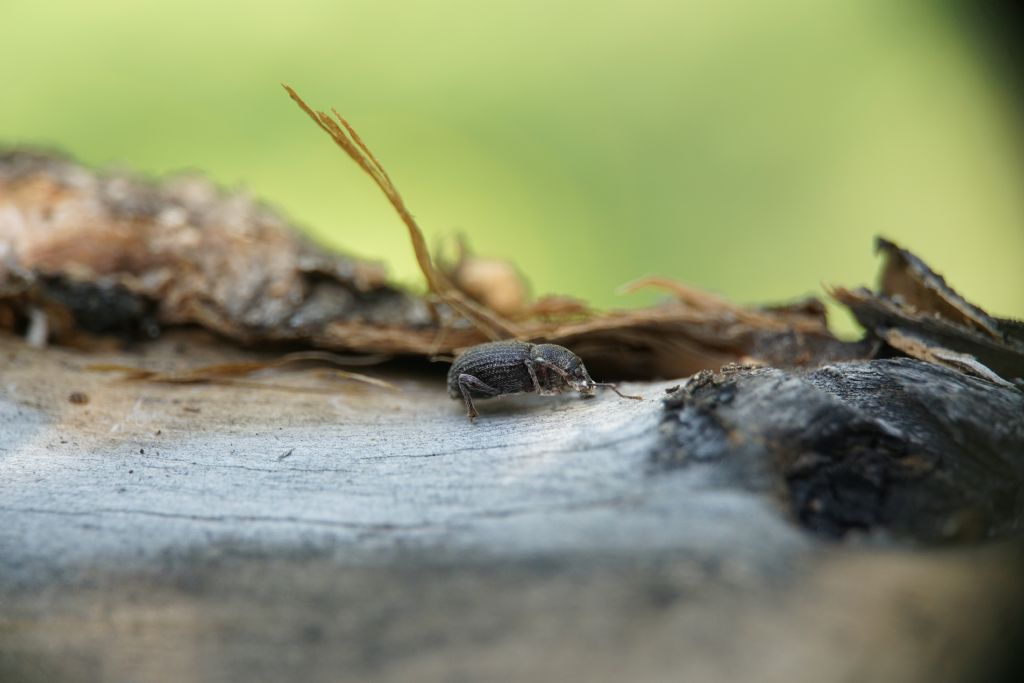 Curculionidae of Croatia: Otiorhynchus juvencus e O. cribricollis