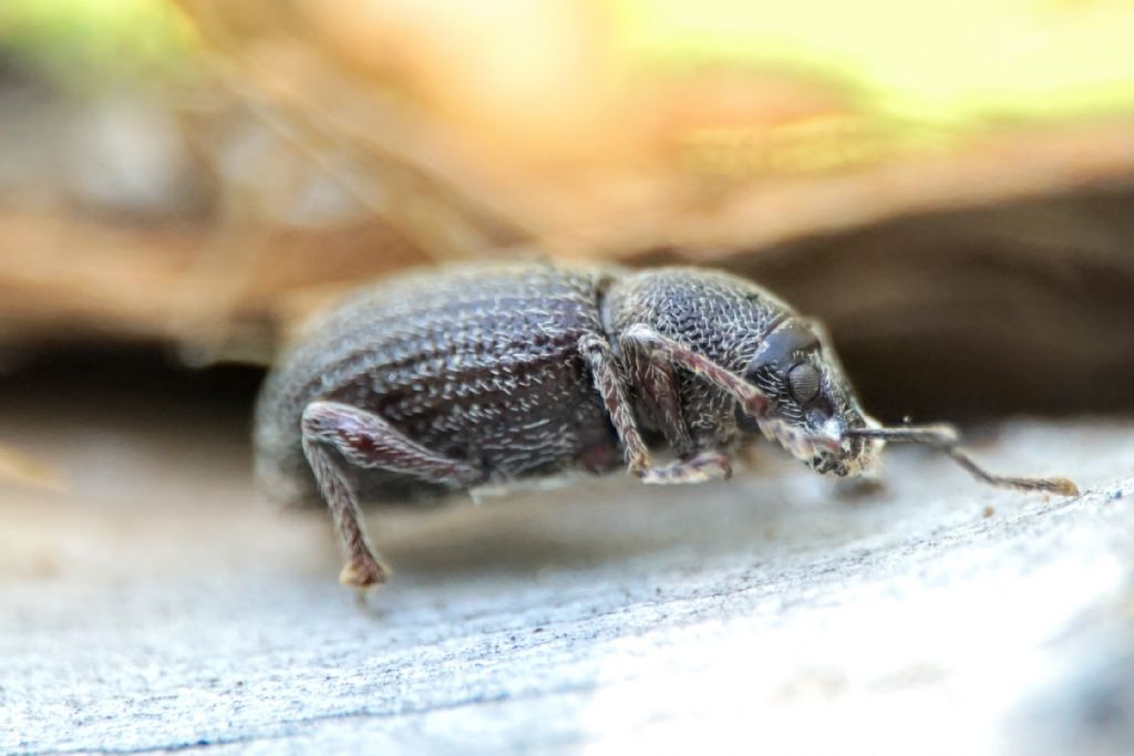 Curculionidae of Croatia: Otiorhynchus juvencus e O. cribricollis