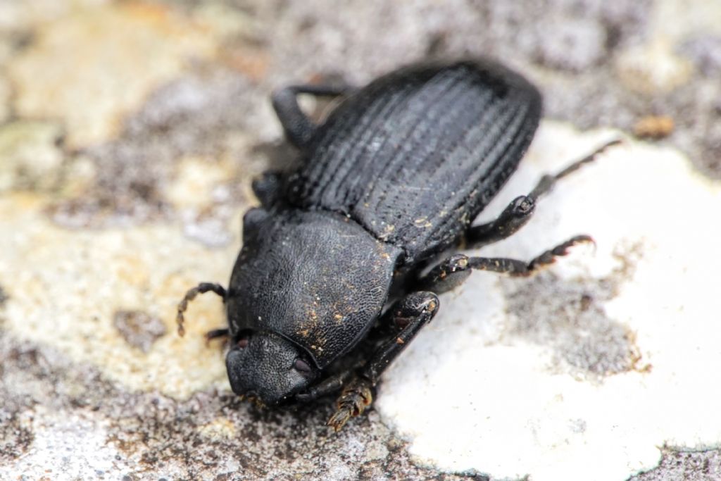 Tenebrionidae: Dendarus dalmatinus, maschio