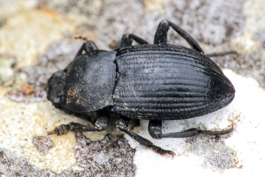 Tenebrionidae: Dendarus dalmatinus, maschio