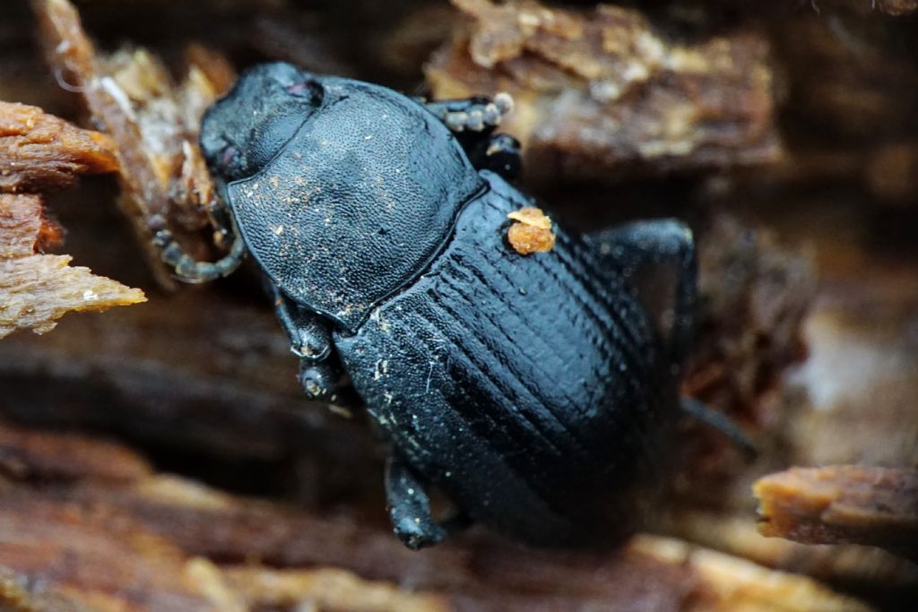 Tenebrionidae: Dendarus dalmatinus, maschio