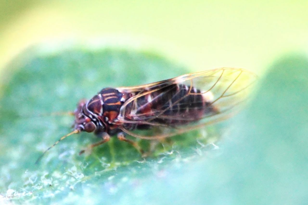 Dalla Croazia: Psyllidae ID? Cacopsylla crataegi da confermare