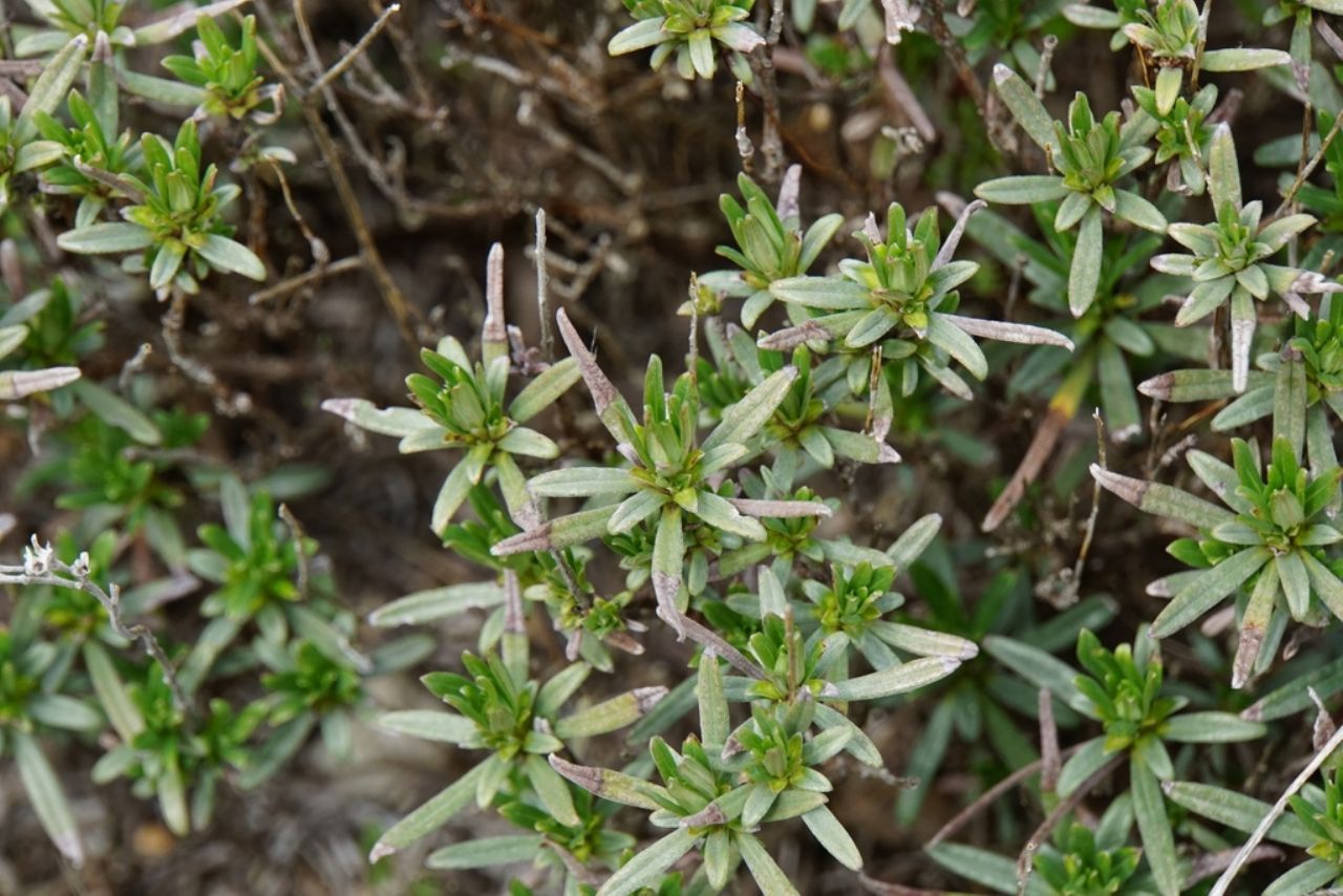 Dalla Croatia:  Moltkia petraea (Boraginaceae)