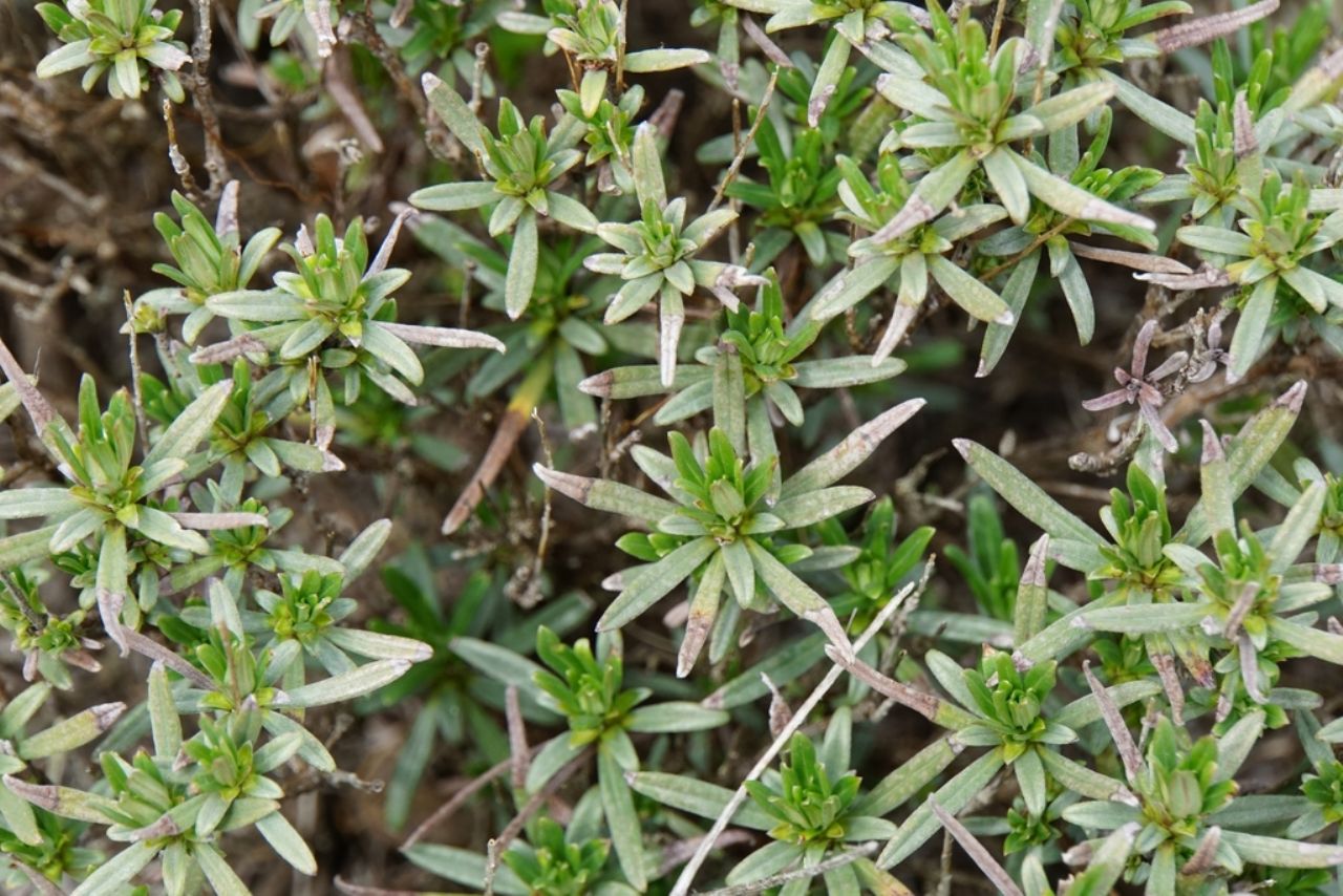 Dalla Croatia:  Moltkia petraea (Boraginaceae)