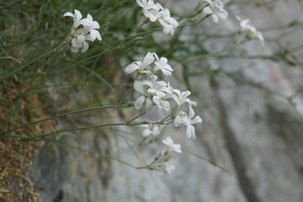 Caryophyllaceae: Cerastium grandiflorum