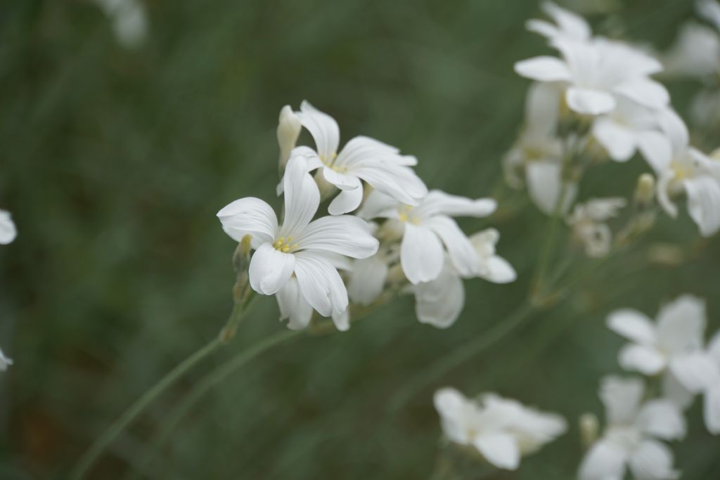 Caryophyllaceae: Cerastium grandiflorum