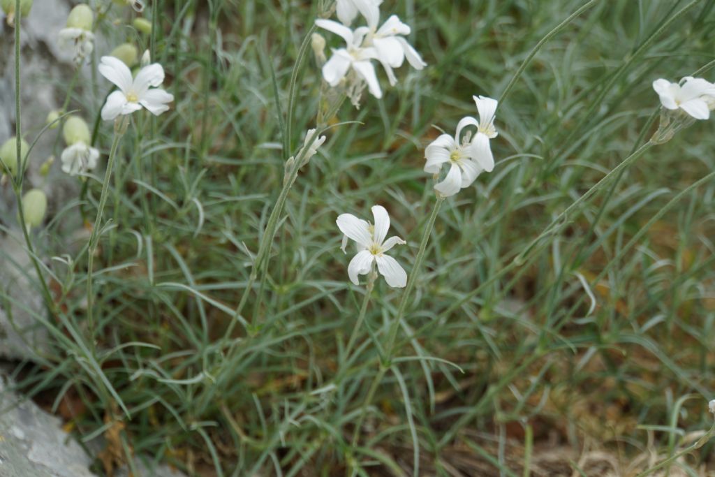 Caryophyllaceae: Cerastium grandiflorum