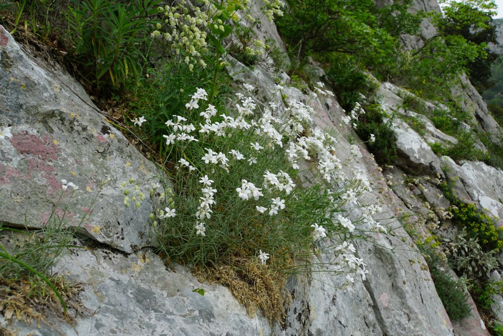 Caryophyllaceae: Cerastium grandiflorum