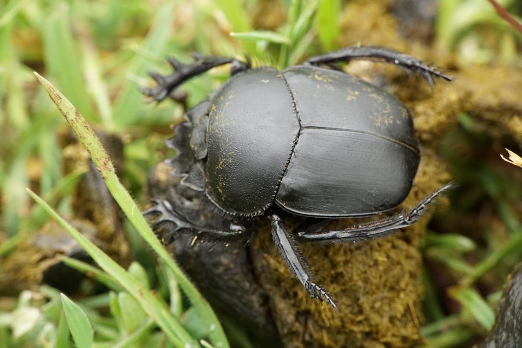 Scarabaeidae: Scarabaeus pius? S.