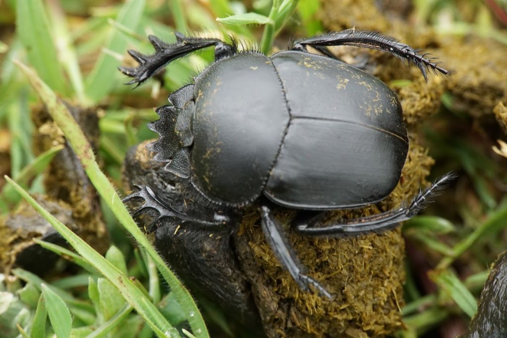 Scarabaeidae: Scarabaeus pius? S.