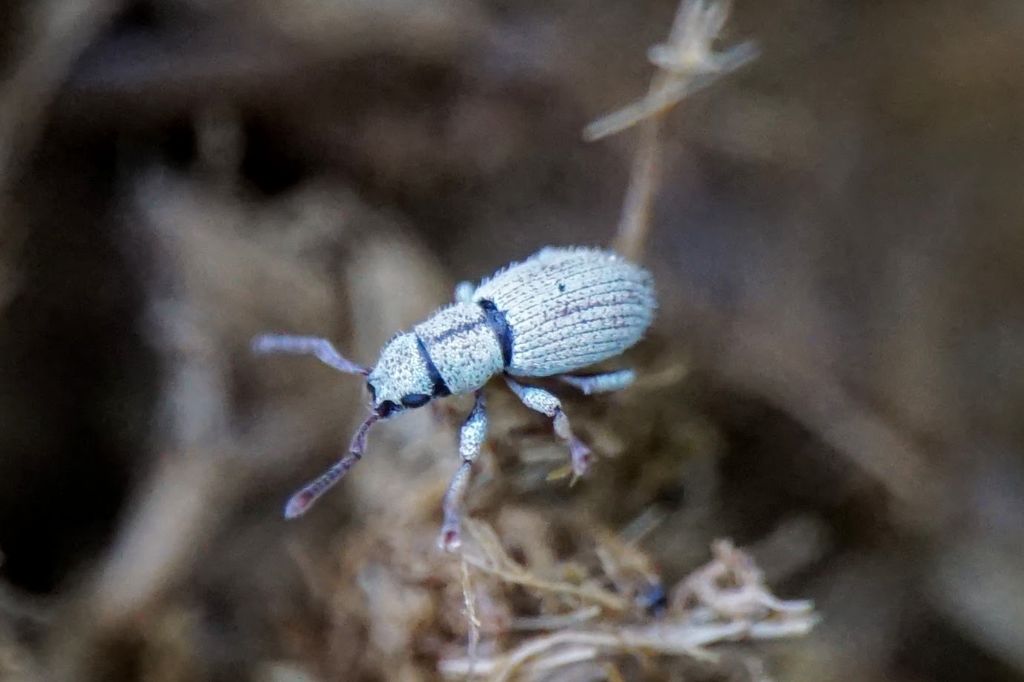 Curculionidae ID Croatia