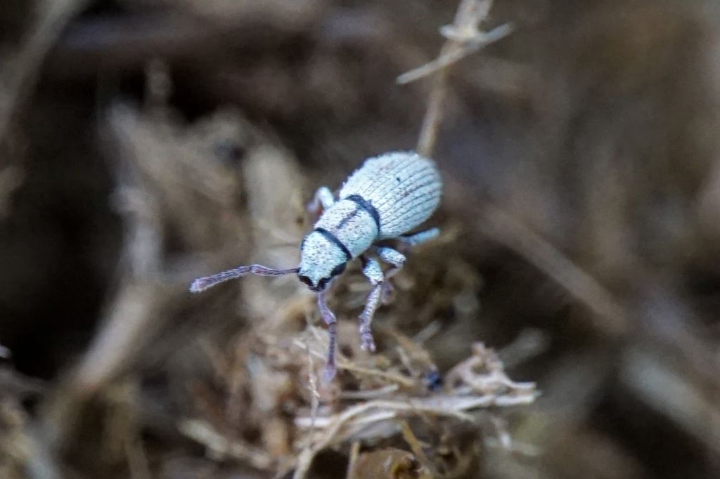 Curculionidae ID Croatia