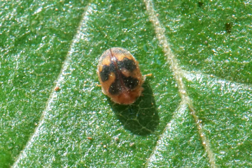 ID Scymninae? Croatia