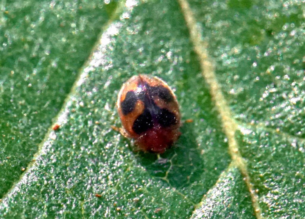 ID Scymninae? Croatia