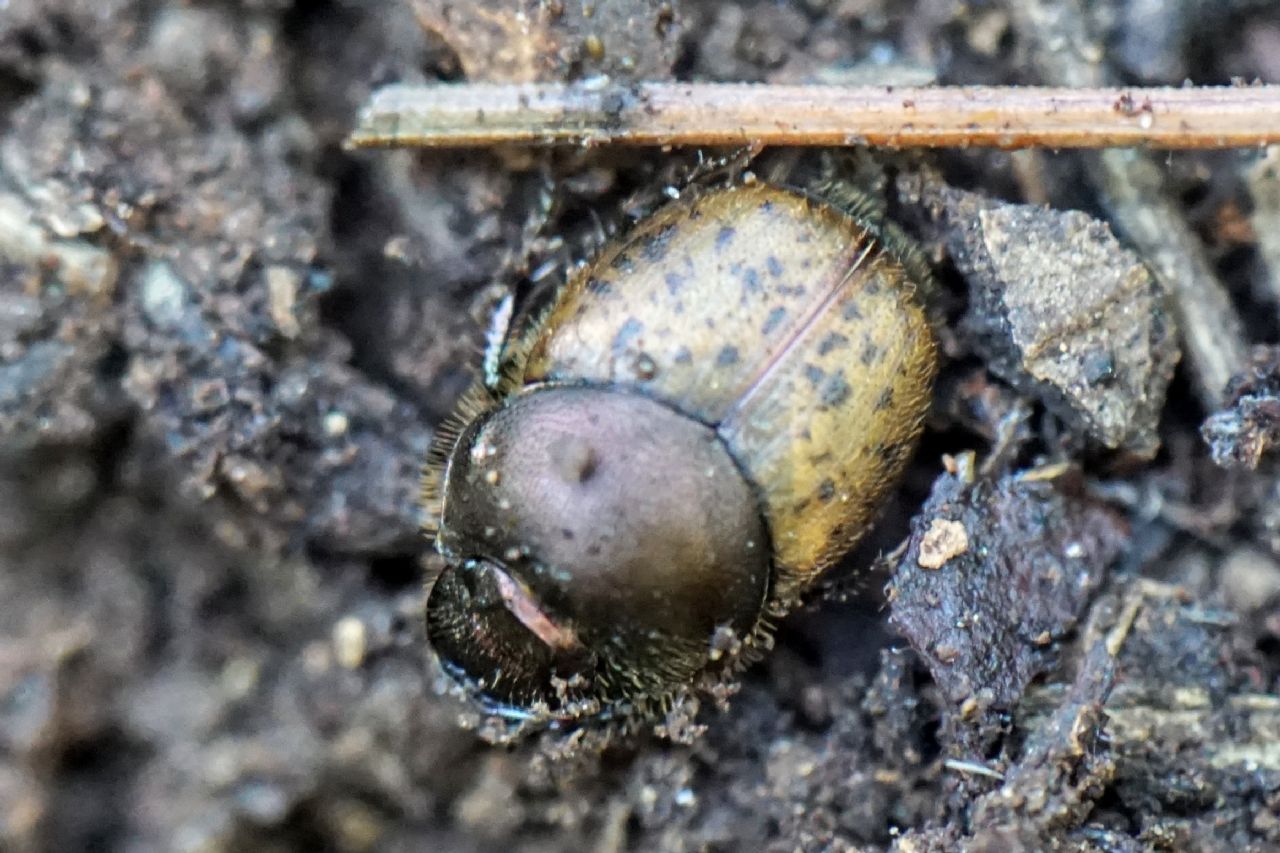 Scarabaeidae: femmina di Onthophagus cfr. coenobita