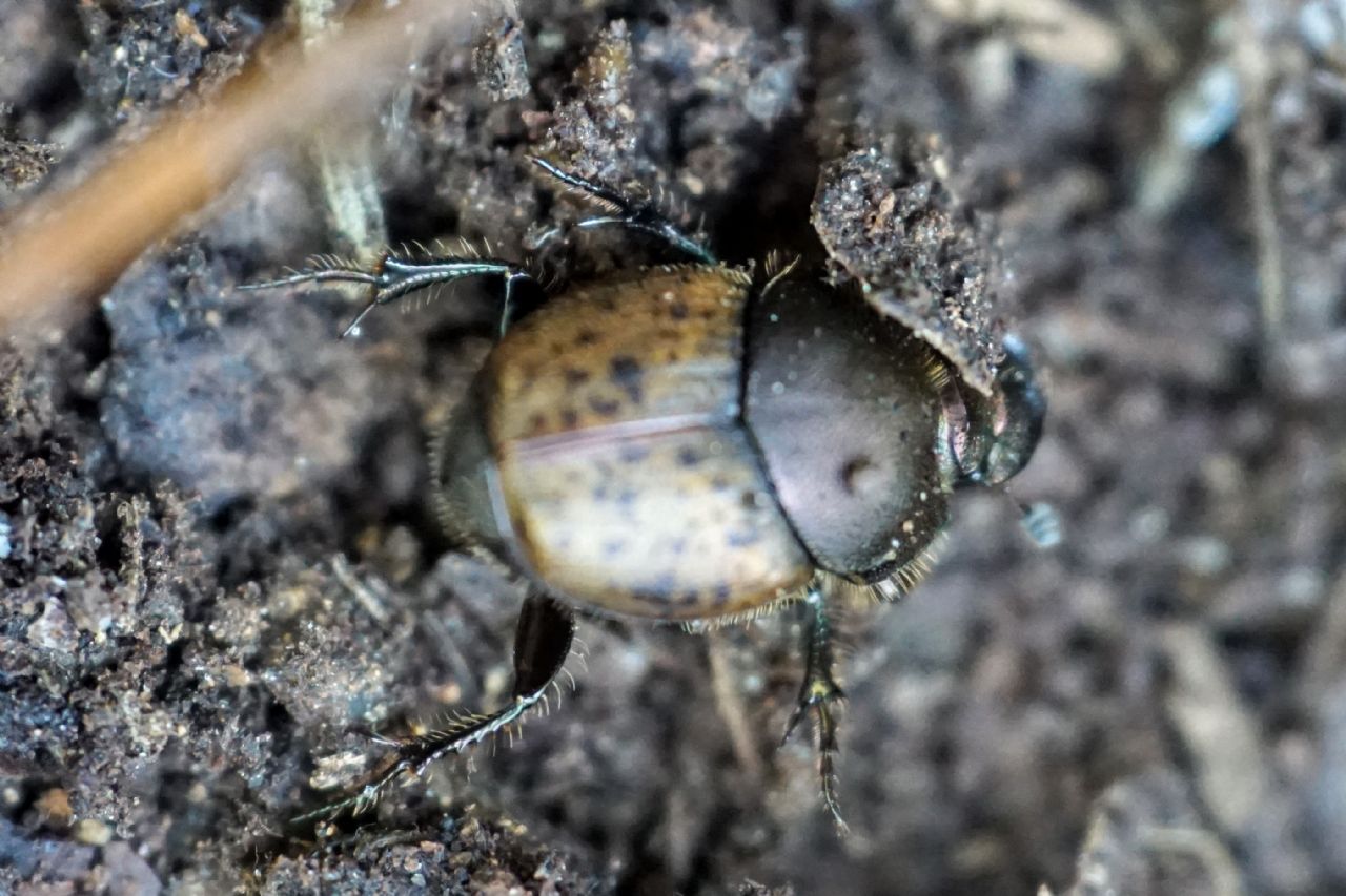 Scarabaeidae: femmina di Onthophagus cfr. coenobita