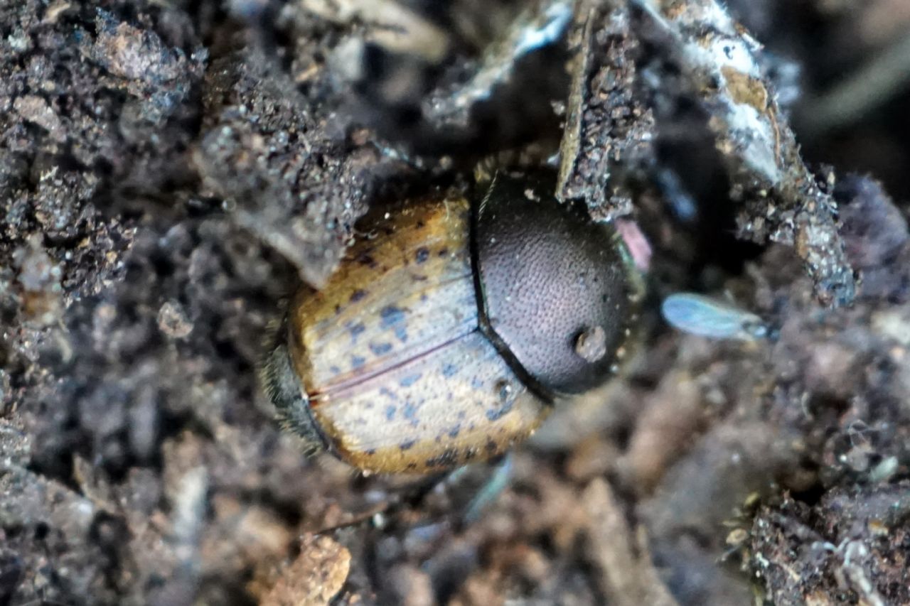 Scarabaeidae: femmina di Onthophagus cfr. coenobita