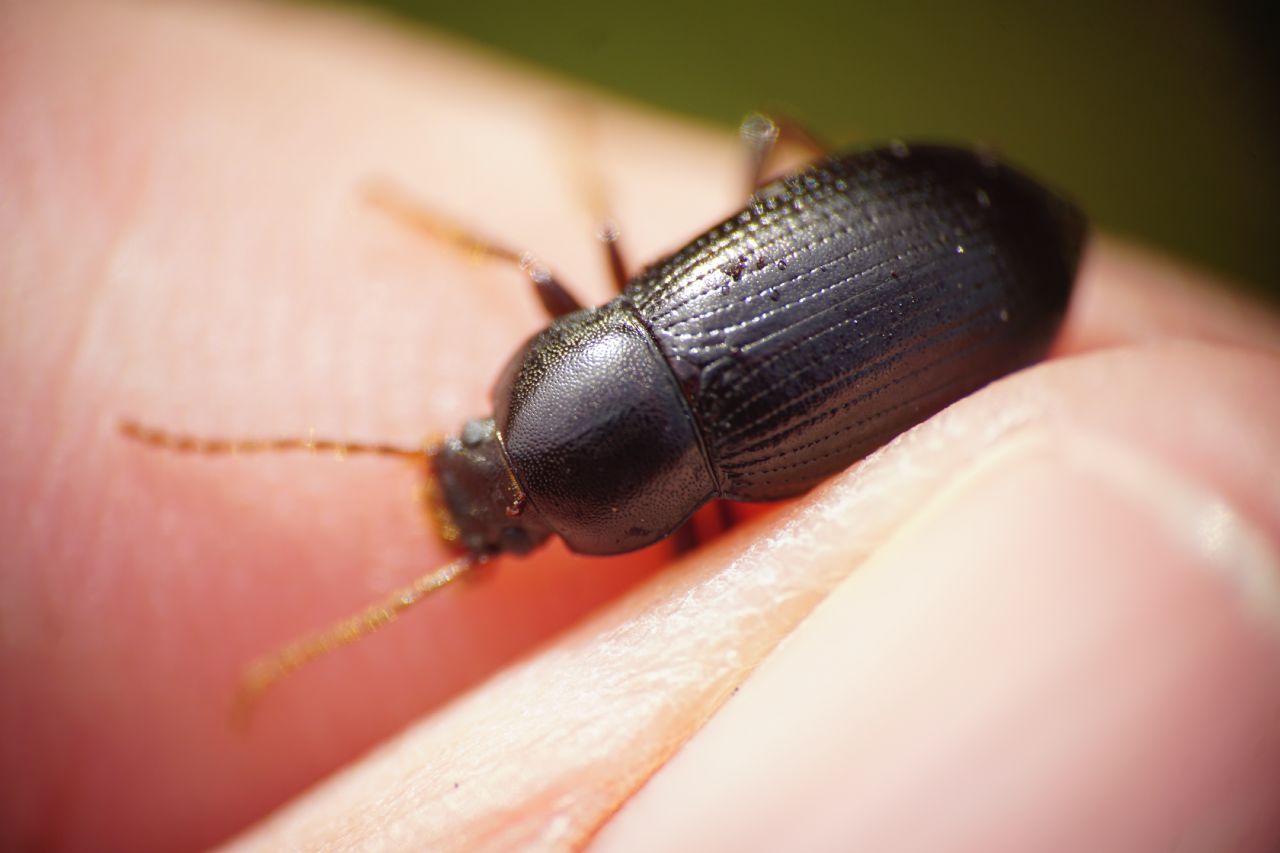 Tenebrionidae ID, Croatia