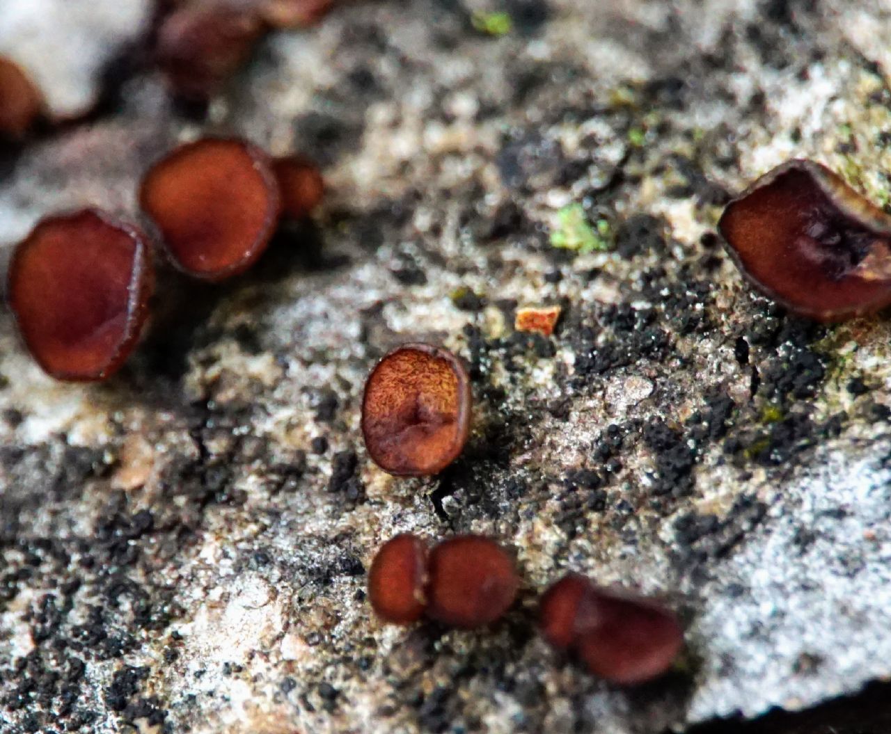 Pezizales ID? Croatia