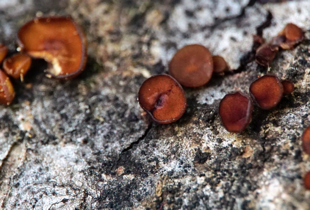 Pezizales ID? Croatia