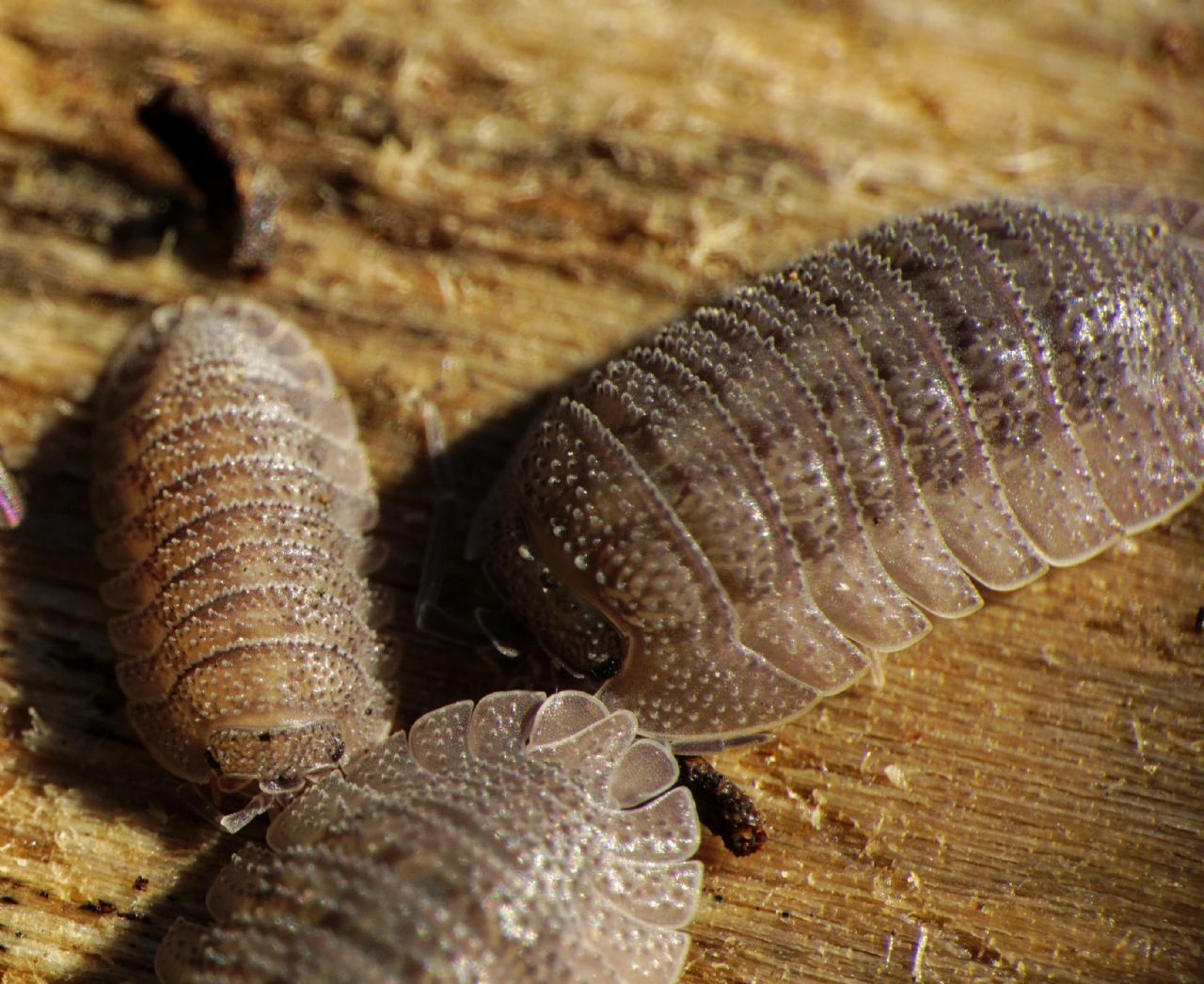 Armadillidium ID, Croatia