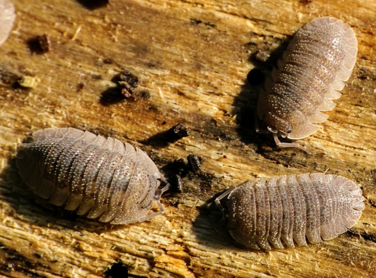 Armadillidium ID, Croatia