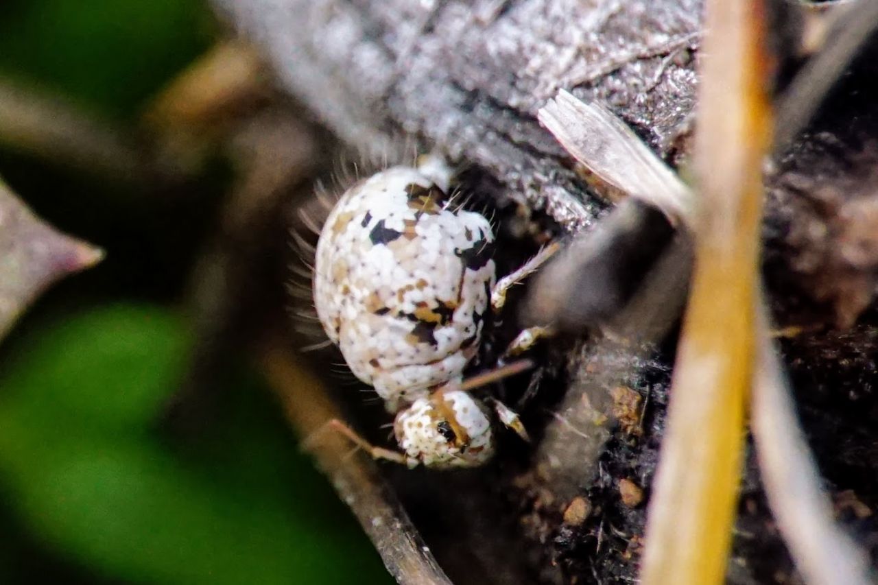 Collembola ID? Croatia