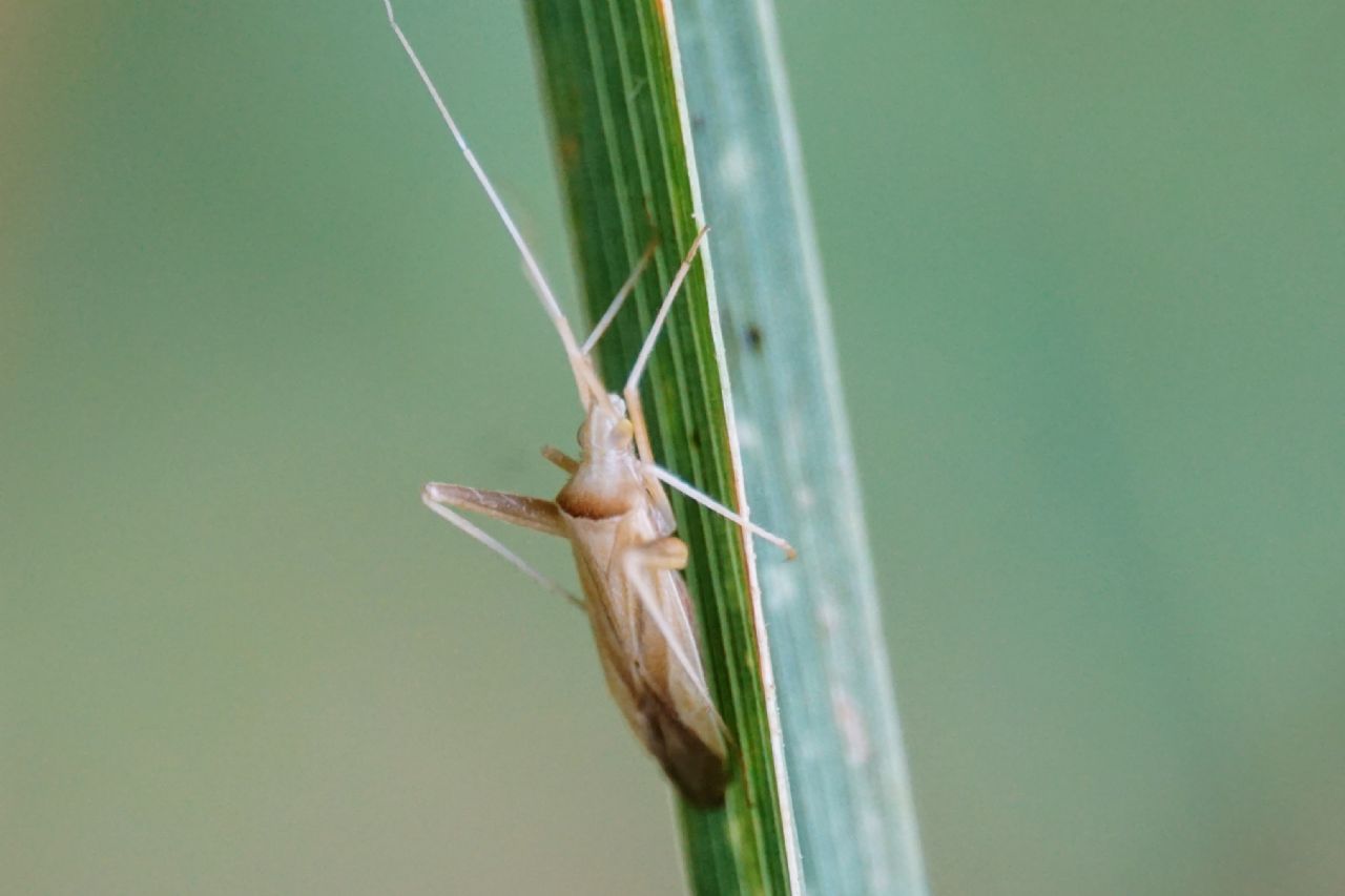 Dalla Croatia - Miridae: Phytocoris sp.