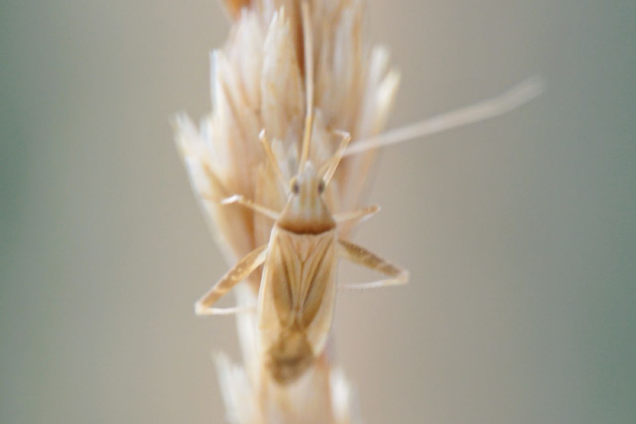 Dalla Croatia - Miridae: Phytocoris sp.