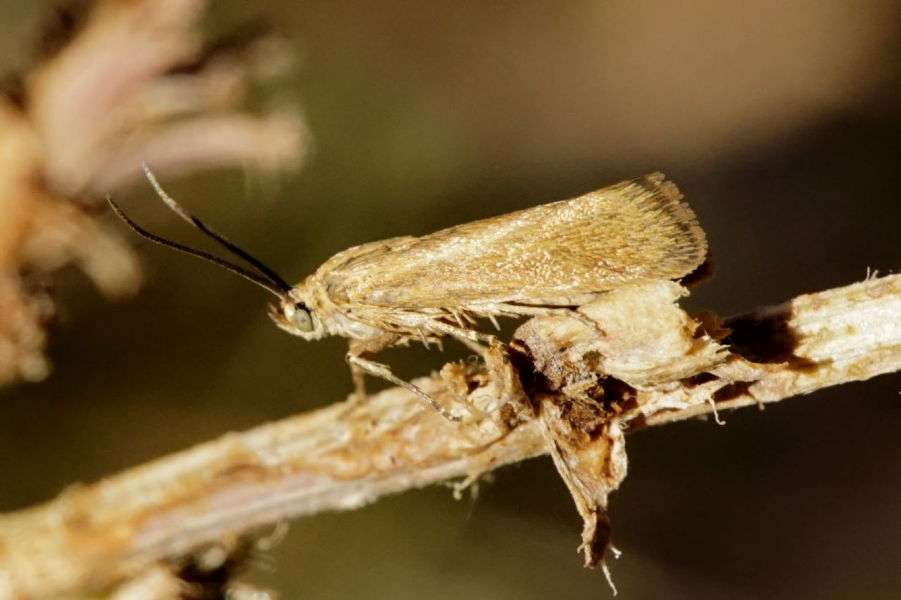 Crambidae? ID Croatia