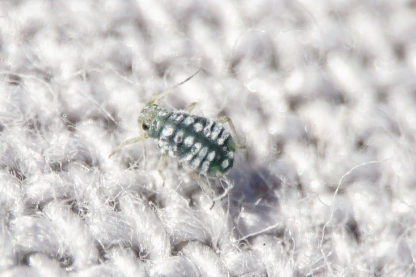 Aphid on Clematis, Croatia:  Aphis clematidis