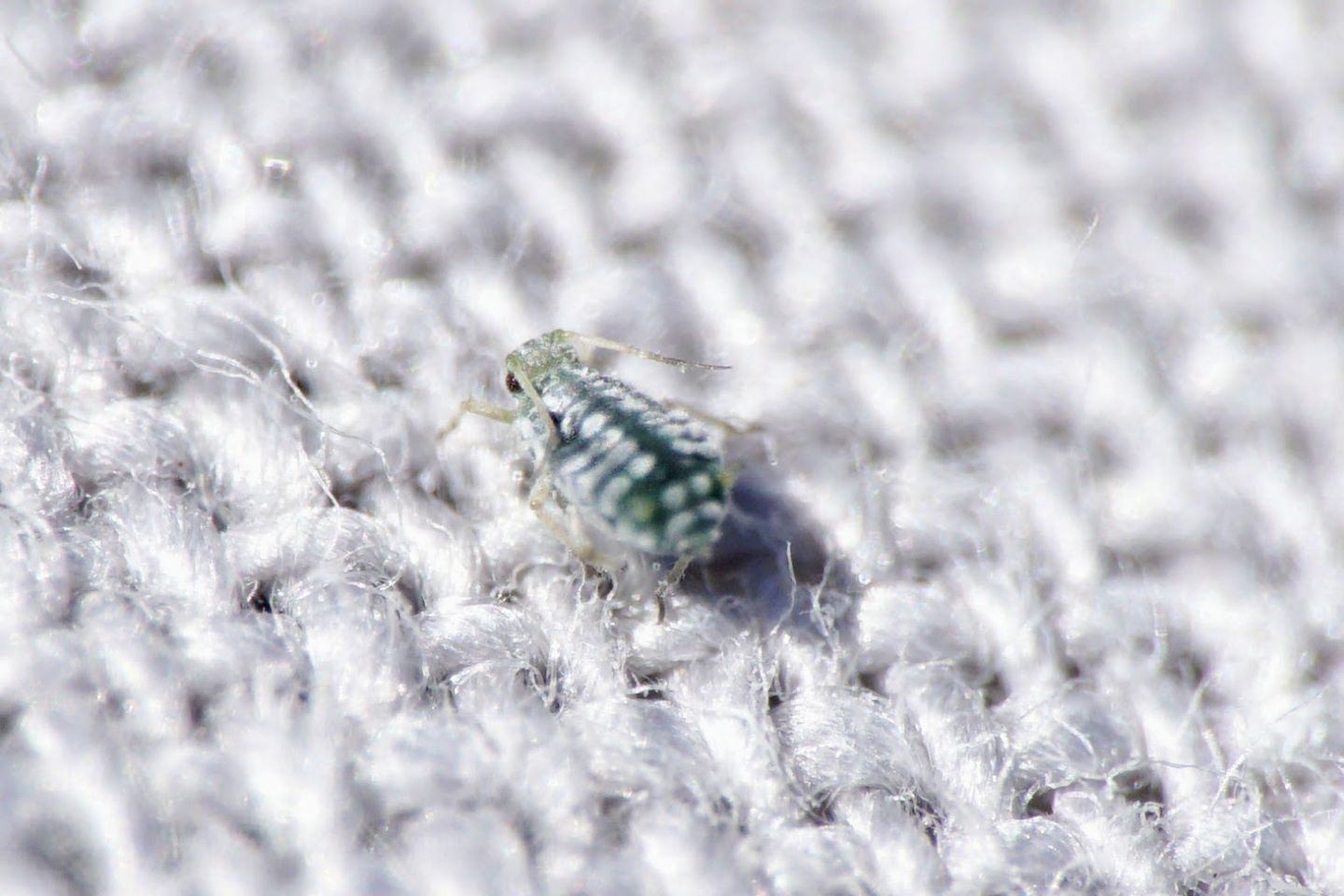 Aphid on Clematis, Croatia:  Aphis clematidis