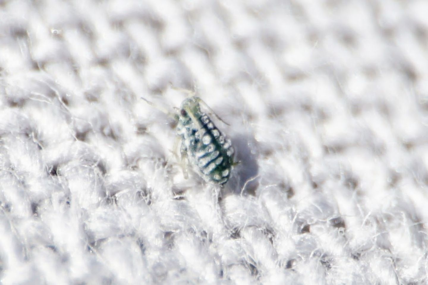 Aphid on Clematis, Croatia:  Aphis clematidis