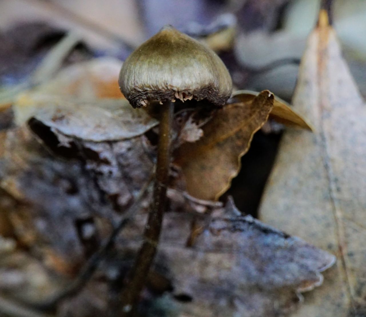 Psilocybe? Croatia