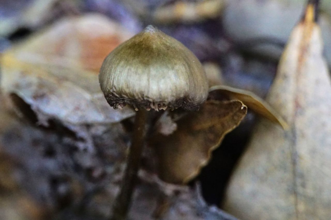 Psilocybe? Croatia