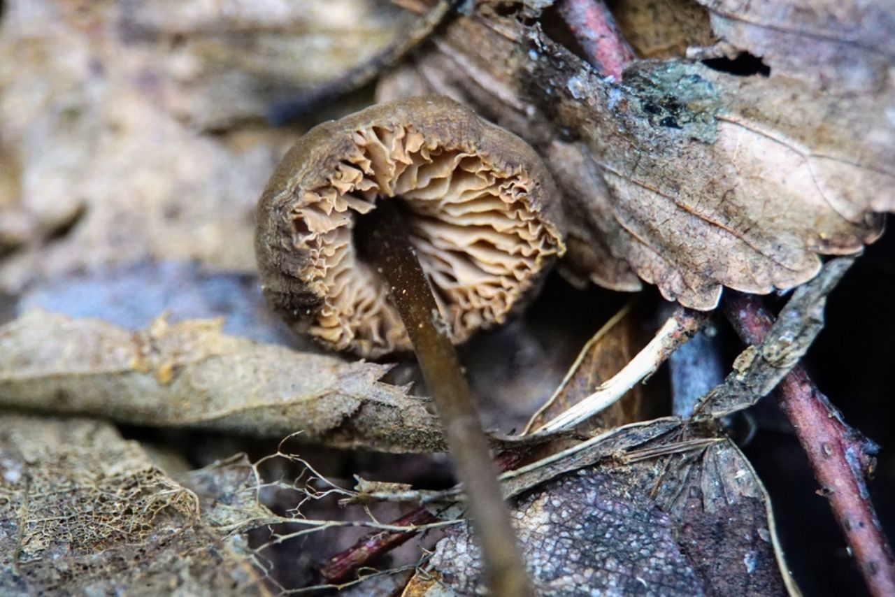 Psilocybe? Croatia