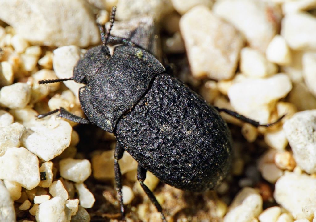Opatrini? ID?