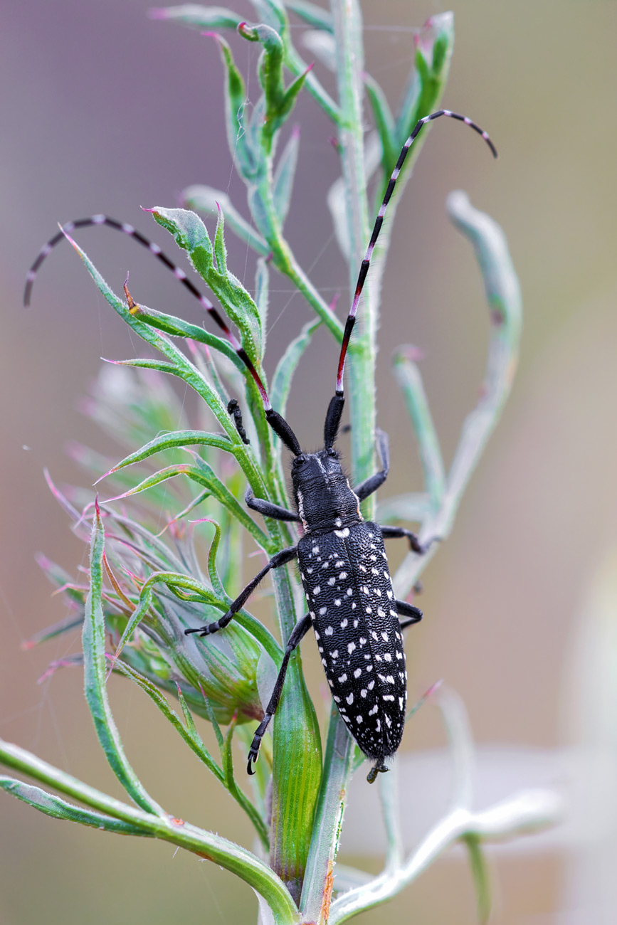 Cerambycidae: Agapanthia irrorata