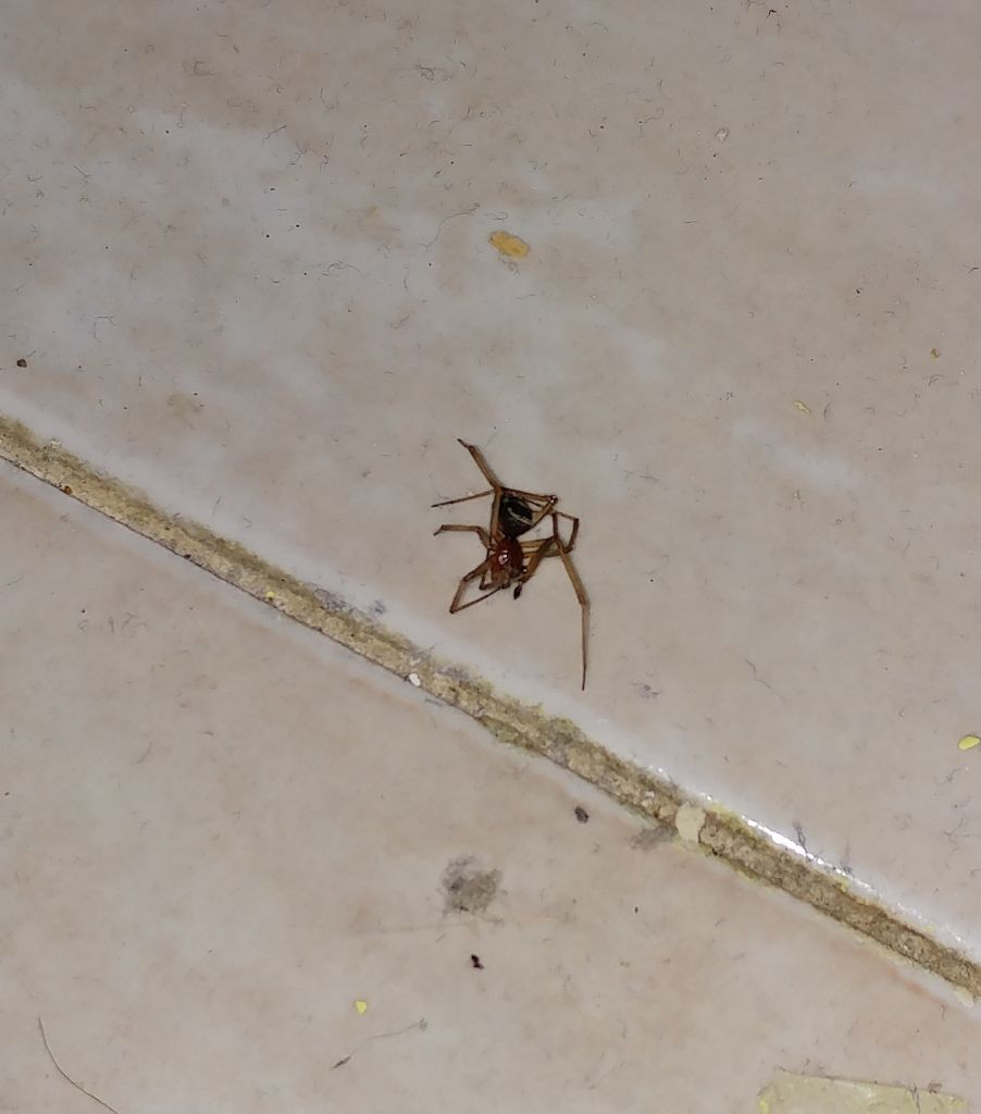 Steatoda grossa - Roma