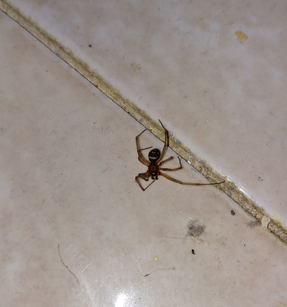 Steatoda grossa - Roma