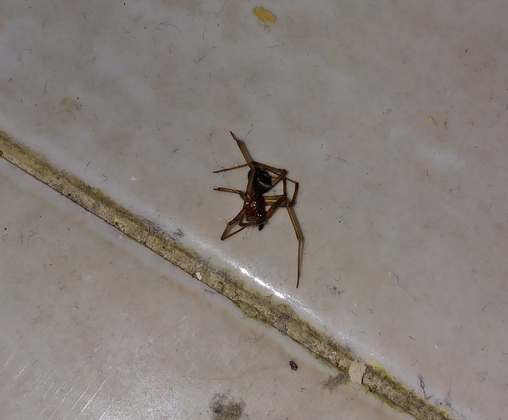 Steatoda grossa - Roma