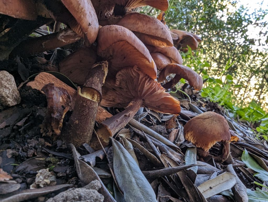 Strani funghi sotto albero ulivo vicino casa